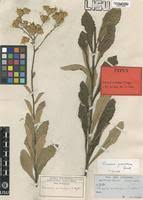 Image result for Vernonia guineensis