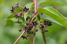 Image result for Vincetoxicum