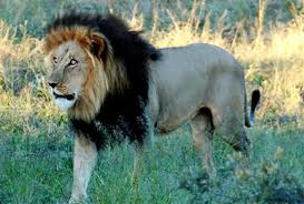 Ethiopia S Lions Famous For Their Black Mane Lions Lion Male Lion