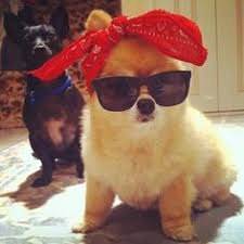 Maybe you would like to learn more about one of these? 20 Dogs Wearing Sunglasses Ideas Dogs Puppies Cute Animals