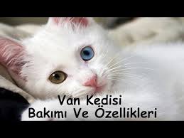 Van Kedileri Icin Ozel Havuz Youtube