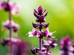 Image result for Ocimum urundense