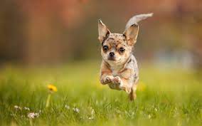 Download Wallpapers Chihuahua Dog Lawn Running Dog Flying Dog Dogs Cute Animals Pets Chihuahua Besthqwallpapers Com Chihuahua Dogs Flying Dog Chihuahua