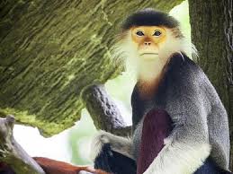 Kajian tindakan p&p sains guna kaedah analogi. Memakan Daging Monyet Langur 6 Warga Vietnam Ditahan Dunia Tempo Co