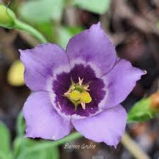 Image result for eustoma maurine