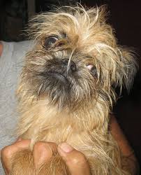 Pin On Brussels Griffon