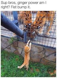 Pin By Thalita Ann On Funny Cute Animals Funny Cats Funny Animal Memes