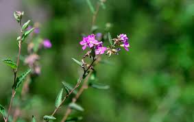 Image result for Melochia melissifolia