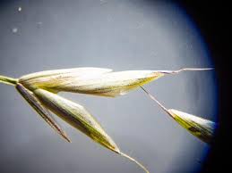 Image result for Bromus leptoclados