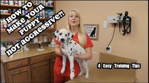 Jul 28, 2020 · now all that's left is to give the breeder a call and let them know exactly what you're looking for. What To Do If Your Puppy Is Agressive Aggressive Puppies Youtube