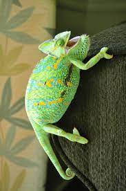 5 Different Types Of Chameleons Veiled Chameleon Chameleon Chameleon Lizard