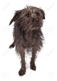 Buy red and black wire and get the best deals at the lowest prices on ebay! A Timid Little Terrier Mixed Breed Dog With A Black Coat Stock Photo Picture And Royalty Free Image Image 29200365