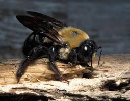 The most common carpenter bee species is the xylocopa virginica and may be confused with the bumble bee. Eastern Carpenter Bee Missouri Department Of Conservation