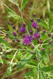 Image result for Vernonia stenocephala