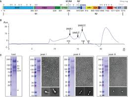 Know the edman degradation and the importance of overlapping sequences. Distinct Conformational States Of Sars Cov 2 Spike Protein Science