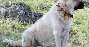 Livestock Guard Dogs Mother Earth News Kangal Kopegi Kopek Bekci Kopegi