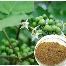 Image result for Solanum torvum