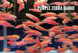 We did not find results for: Color Of Zebra Danio Grandaquatic Ornamental Fish Export Company From Thailand Facebook