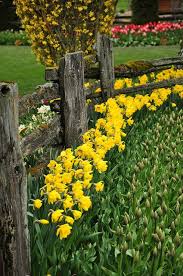 Daffodil Garden Acreage Landscaping Daffodil Gardening Landscape