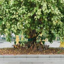 Image result for Ficus religiosa