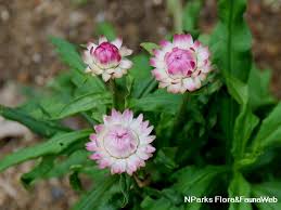 Image result for Helichrysopsis