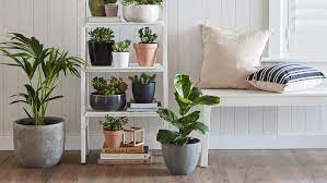 Check spelling or type a new query. Best Low Light Indoor Plants Bunnings Australia