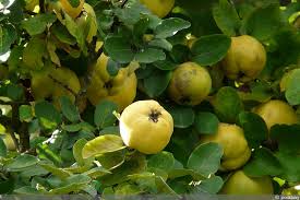 Reife mispeln (innen braun und teigig) sind ja bereits weich und süß, also warum noch kochen? Apfelquitten Baum Im Garten Pflege Und Sorten Gartenlexikon De