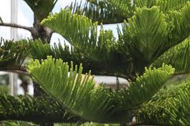 Image result for Araucariaceae