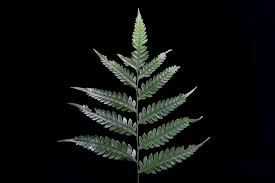 Image result for Pteridaceae