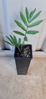 Image result for Encephalartos lebomboensis