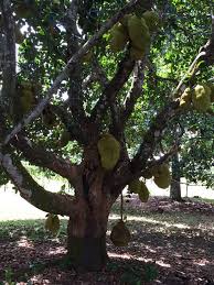 Image result for Artocarpus heterophyllus