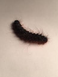 Brand Wurm Afrikaans Name In English That Translates To Burn Worm Found This Guy In My House Last Night I Once Sat On One It Burnt The Back Of My Leg For
