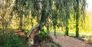 Image result for Eucalyptus