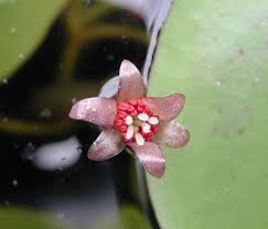 Image result for Brasenia