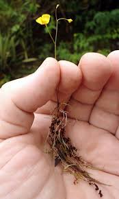 Image result for Utricularia appendiculata