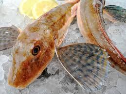 Il consiglio è di pulirla subito e conservarla in frigorifero, magari avvolta con tra le possibili ricette anche la gallinella di mare al forno, in padella oppure i filetti fritti o ancora una preparazione in umido. Gallinella 24fish