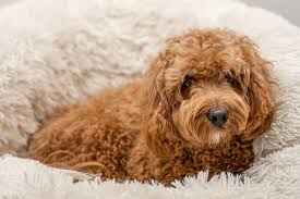 At uptown puppies, we employ the industry's strictest vetting process. 6 Adorable Designer Dog Breeds Petland Texas