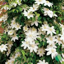 Image result for Clematis commutata