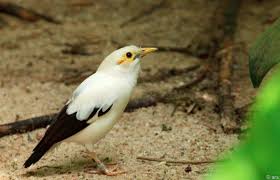 Asal anda tahu saja, burung common nightingale jantan memiliki nada yang sangat keras, bervariasi, serta aktif bernyanyi setiap jamnya, baik itu pagi, siang, dan malam. Daftar Harga Burung Jalak Putih Terbaru September 2020