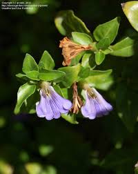 Image result for Sclerochiton