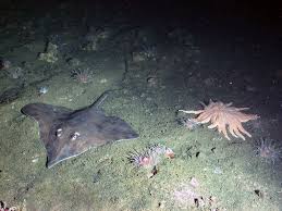 Deep Sea Longnose Skate Sea Floor Fish Pet Deep Sea
