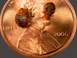 Do not treat mattresses and bedding unless the label specifically says you. How To Get Rid Of Bed Bugs Without An Exterminator Dengarden