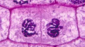 This means they have a nucleus and other structures which are surrounded by membranes. Plants Variety Of Living Organisms Gcse Biology Single Science Revision Bbc Bitesize