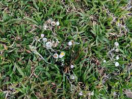 Image result for Helichrysum argyrosphaerum