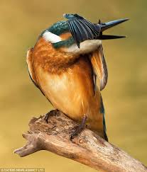 Bird With Orange Feathers Under Wings Feeling A Bit Bashful Kingfisher Appears A Little Camera Shy As It Hides Under Its Wing From Camera Kingfisher Kingfisher Bird Beautiful Birds