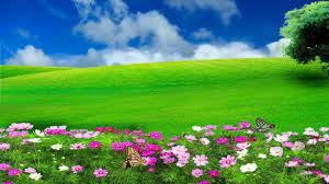 See more about flowers, pink and aesthetic. Hd 1080p Nature Flower Scenery Video Royalty Free Landscape Video 573 Green Background Video Photoshop Backgrounds Green Screen Video Backgrounds