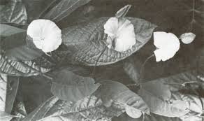 Image result for Aniseia martinicensis