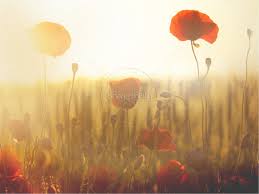 Remember to pay tribute today to our fallen! Lest We Forget Poppy Powerpoint Powerpoint Sermons