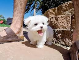 Stay updated about boxer puppies for sale in gauteng. New Year Maltese Puppies For Sale Centurion Dogs Puppies Public Ads 75355