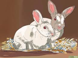 How To Care For An Outdoor Rabbit 10 Steps With Pictures Pet Rabbit Care Pet Rabbit Pet Bunny